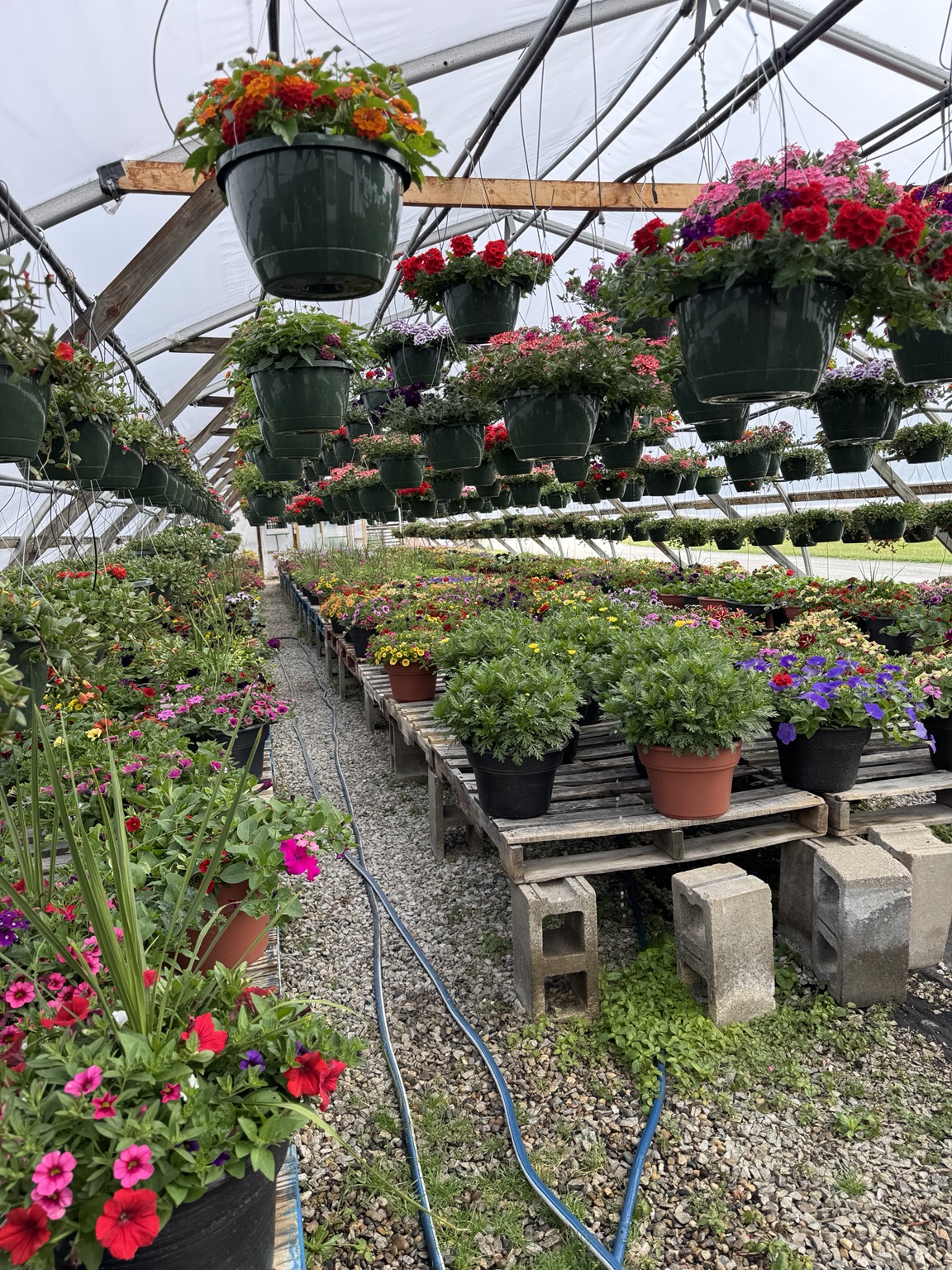 Colorful annuals and hanging baskets growing inside the Wells Plants greenhouse